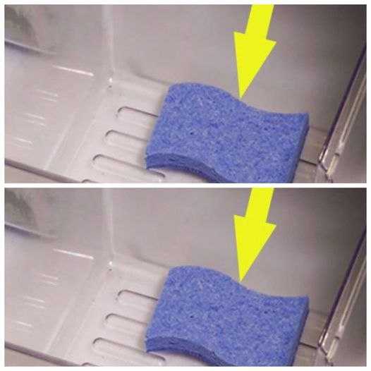 She left three sponges in the REFRIGERATOR, but what happened after a few days amazed everyone