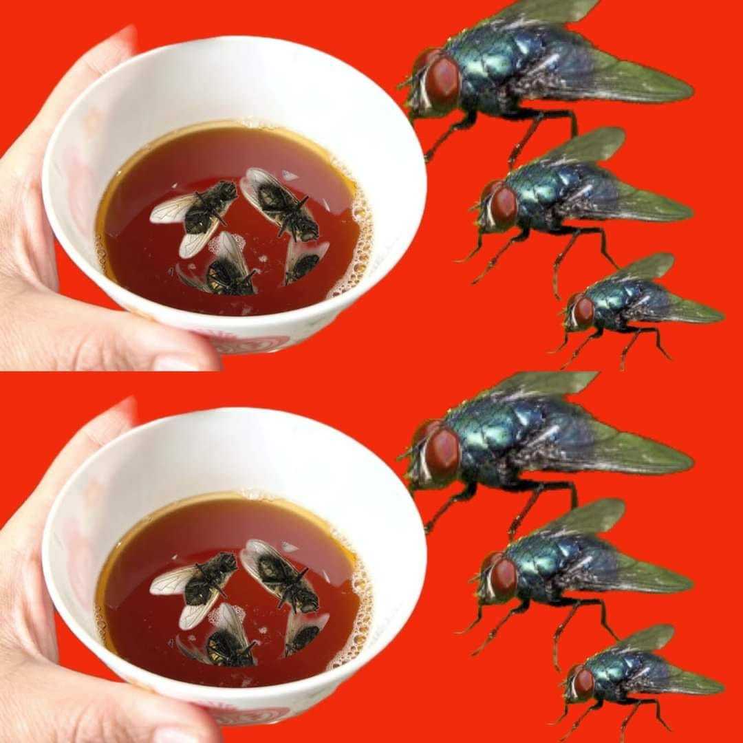 Get Rid of Flies Faster Than Ever! They Fly to This Like Crazy
