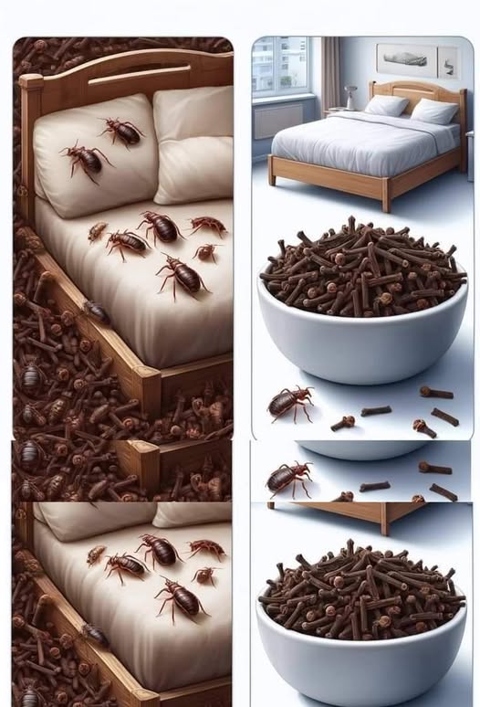 Bedbugs: the ingredient in your cupboards (and the garden) that helps eliminate them in record time