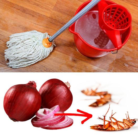 Is your house infested with cockroaches? Here’s how to clean the floor to get rid of them immediately!