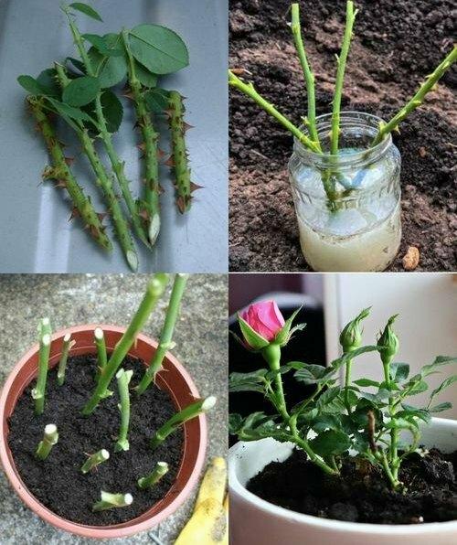 Ancient Chinese recipe: a solution where any cutting will take root in just 2 days