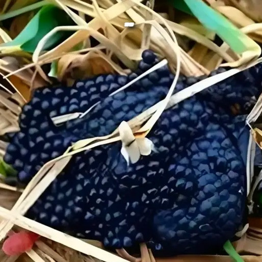 Protect your garden: Eliminate tick eggs to prevent infestations