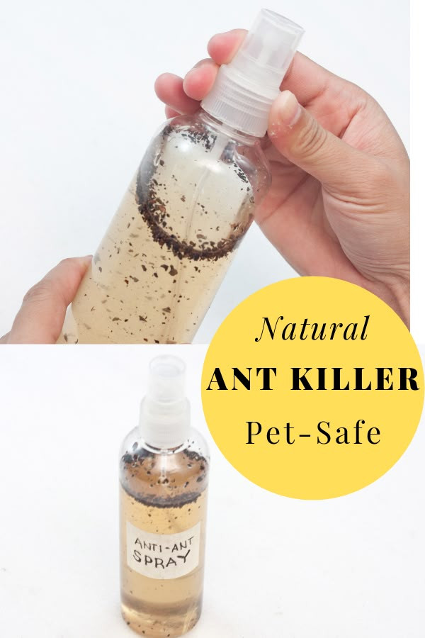 DIY Natural Ant Killer – Pet Safe!