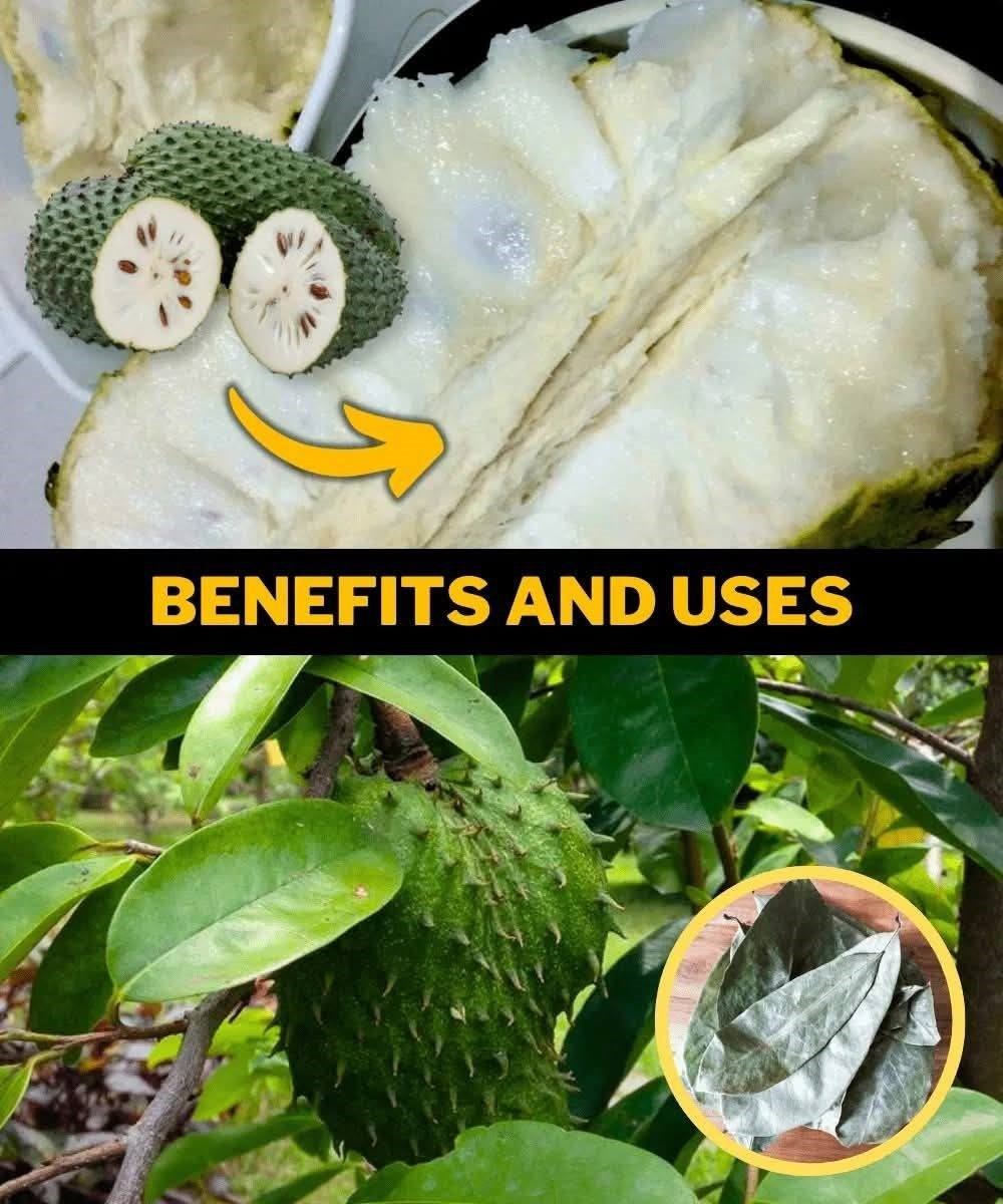 10 Health Benefits and Uses of Soursop Leaf & Fruit