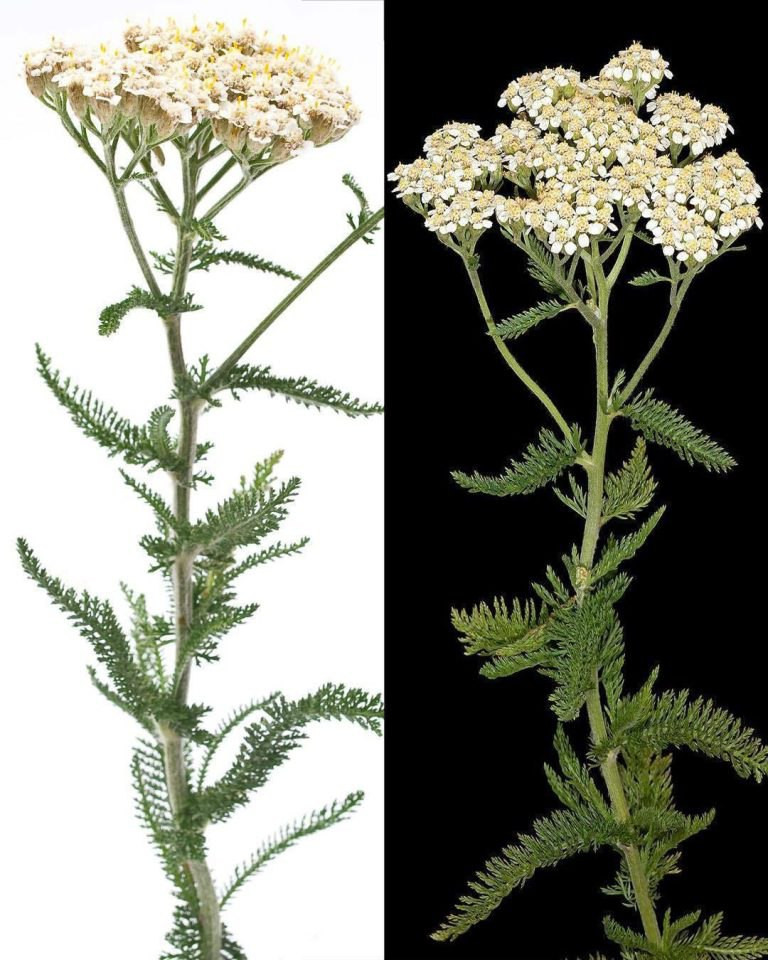 Yarrow Power: 30 Amazing Benefits of This Ancient Healing Herb