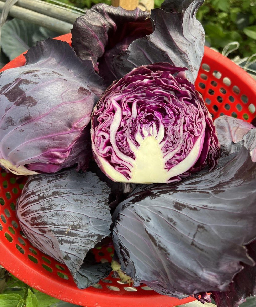 Doctors reveal that eating purple cabbage causes ….
